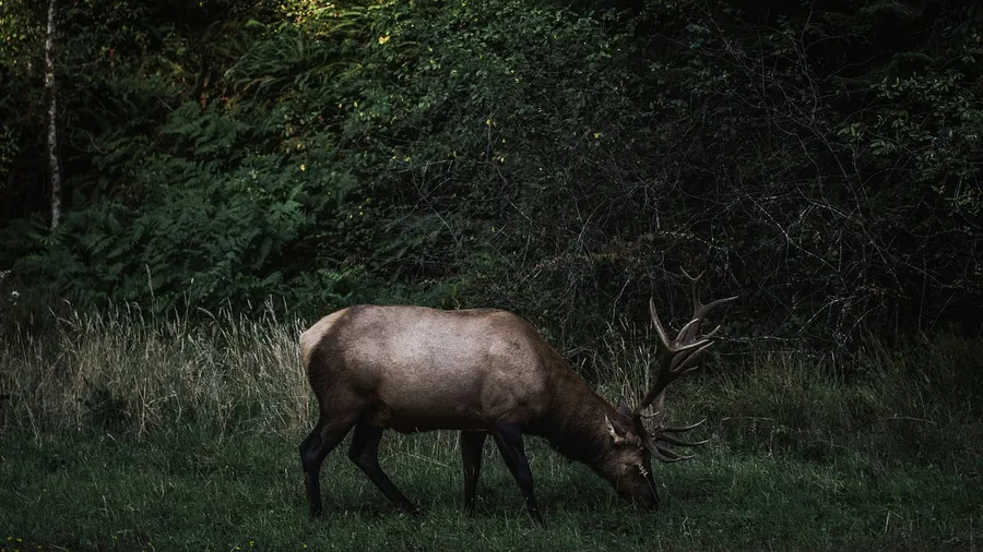 hunting photography