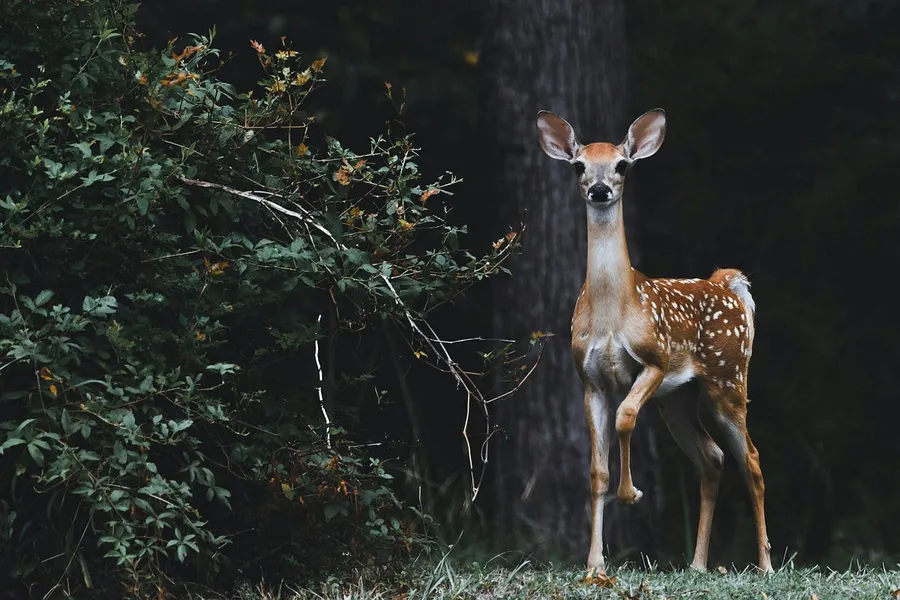 animal hunting
