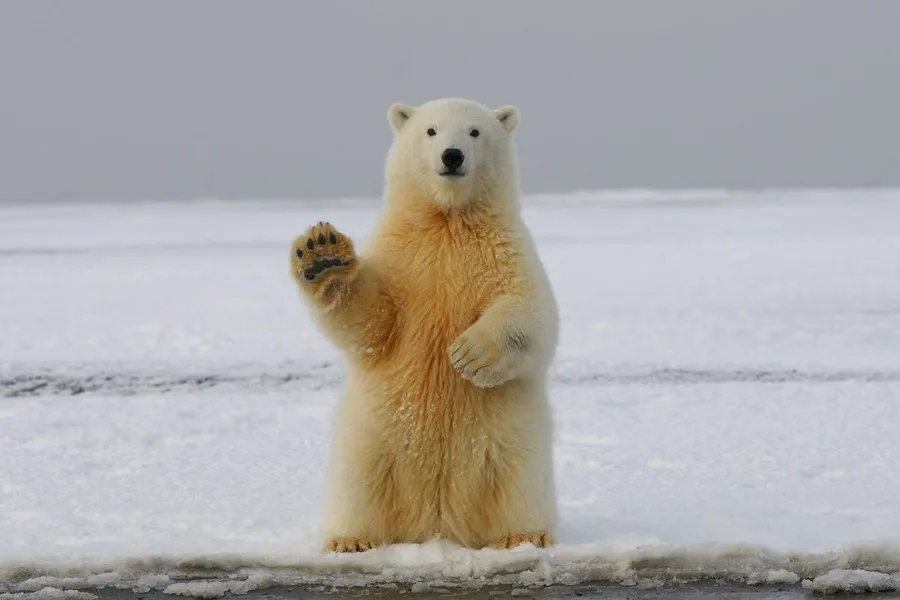 wildlife photography