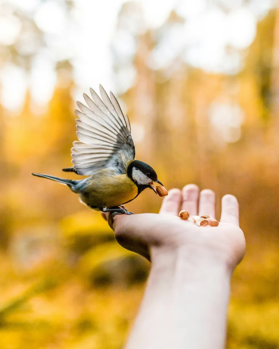 Bird photography