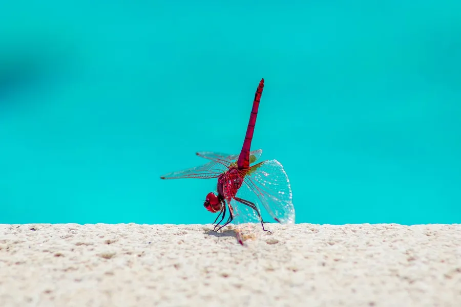 captured with dslr