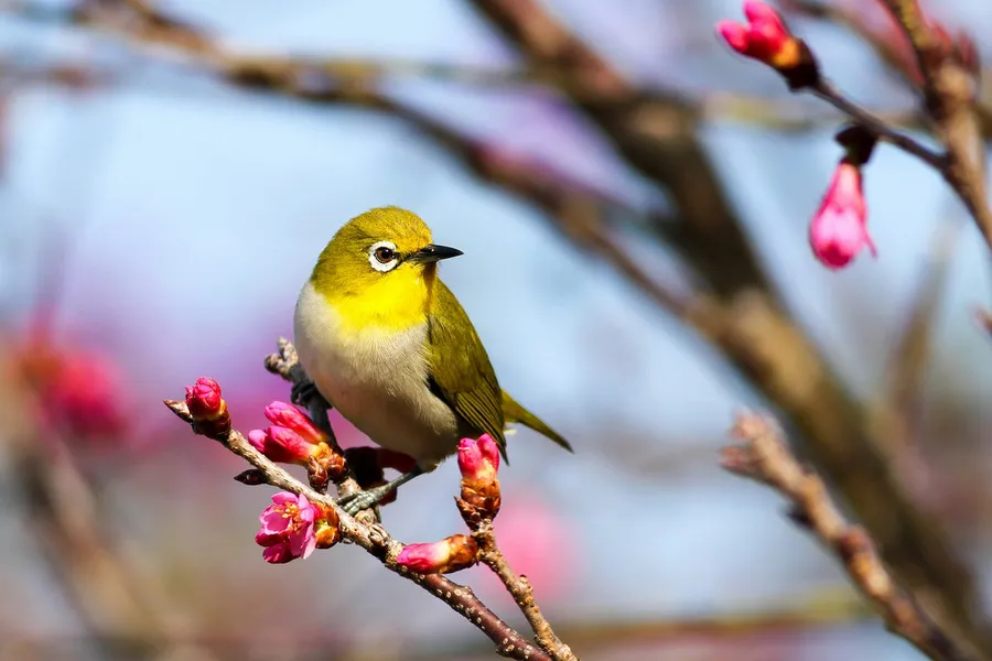 birds