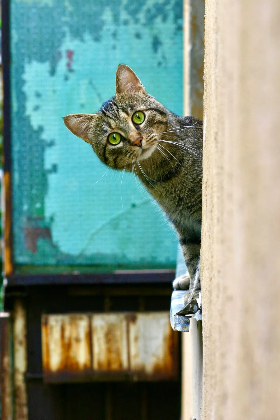 cat photography