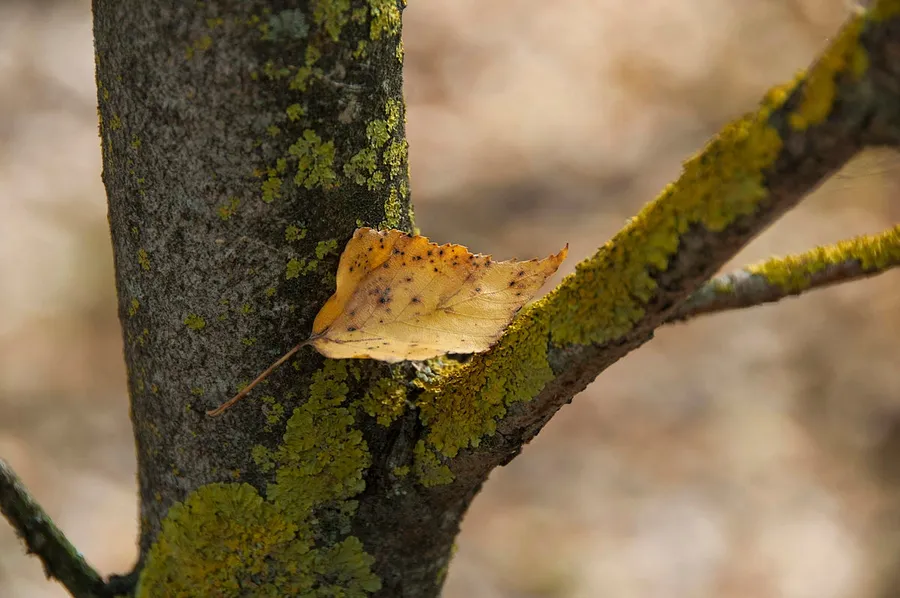 macro images