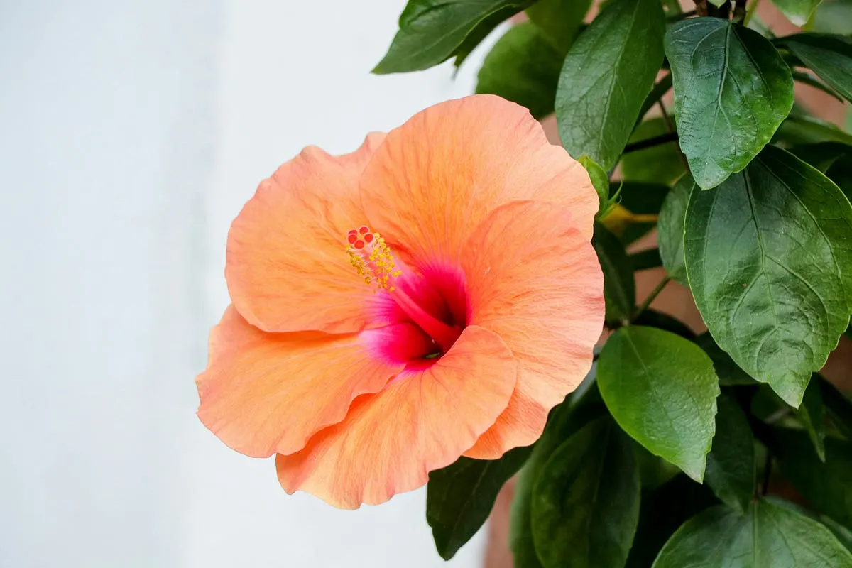 Best Camera for Capturing Flower Details