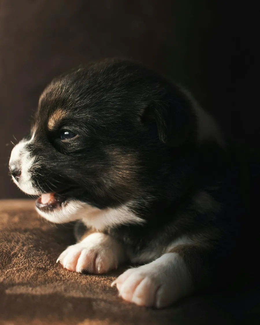 puppy