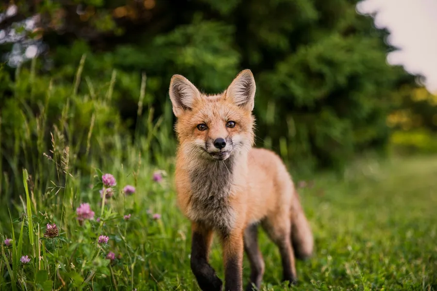 wildlife