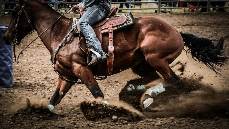 Best Camera for Rodeo Photography