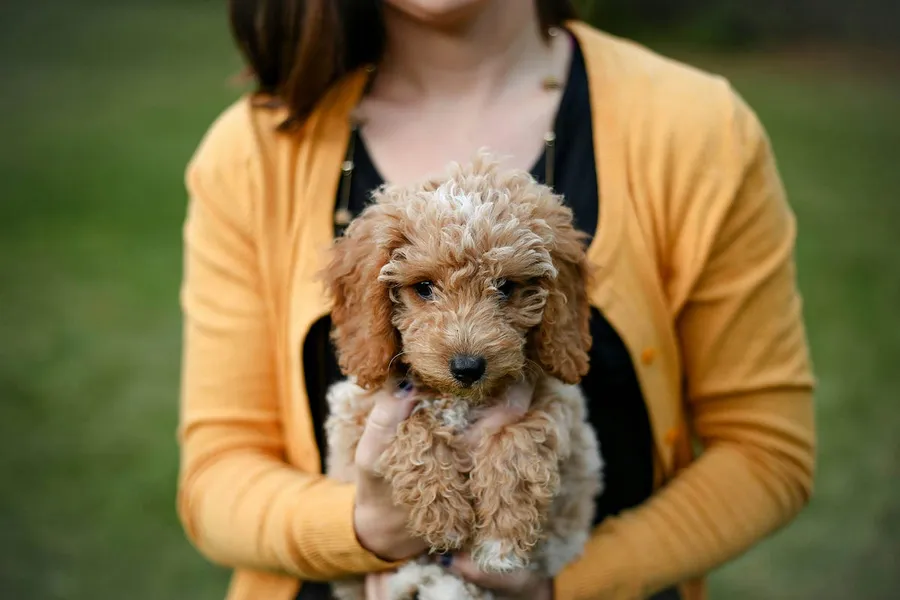 puppy photography
