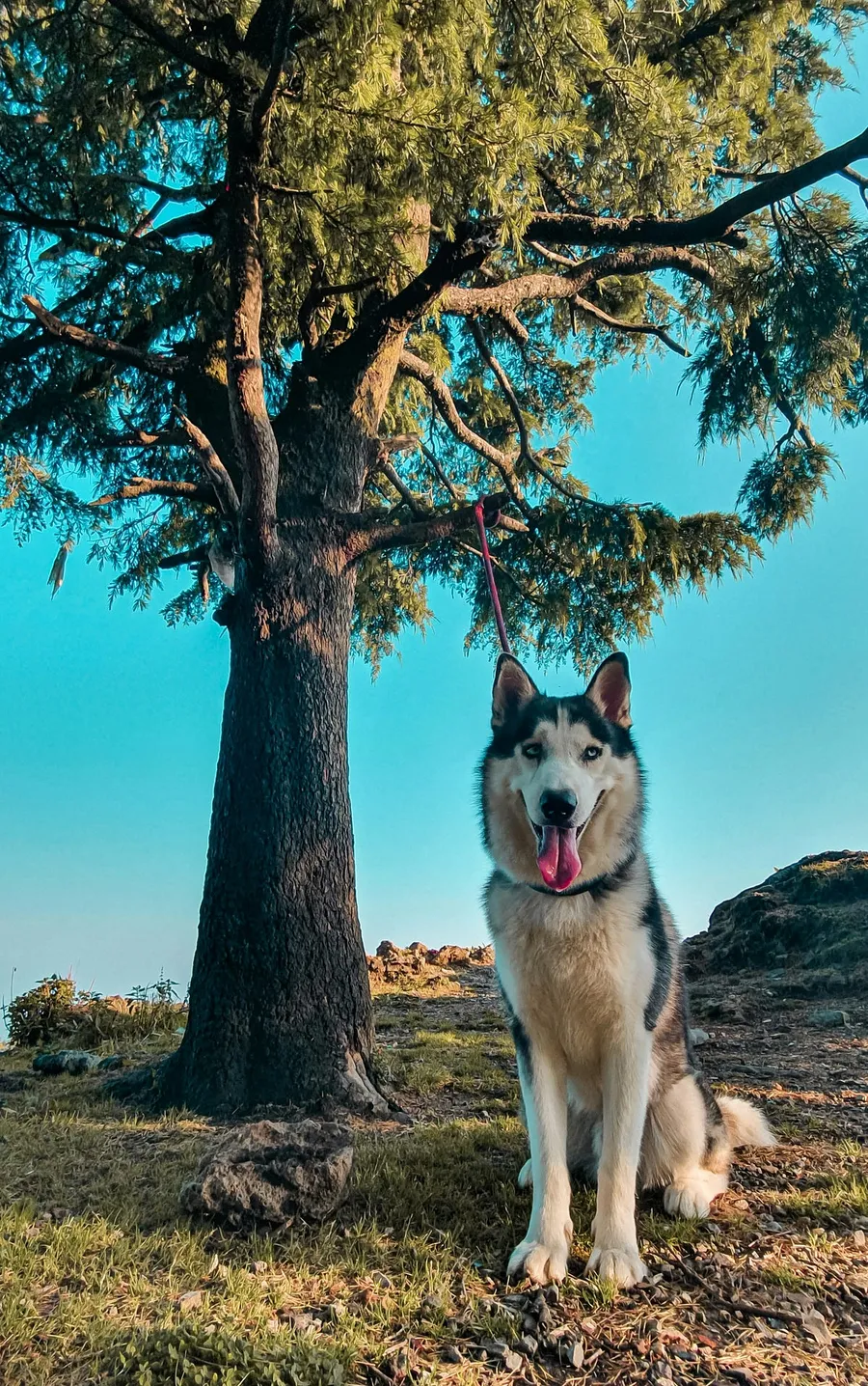 dog portrait
