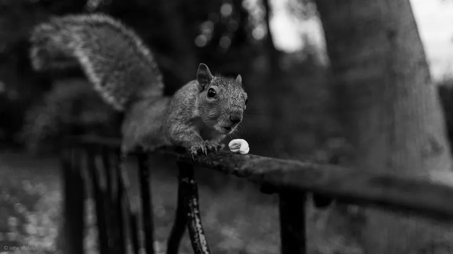 Black and White Photography