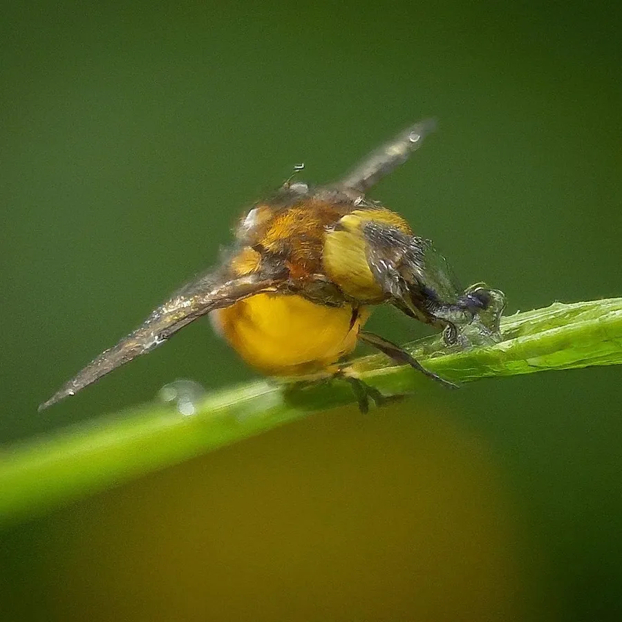 macro photography