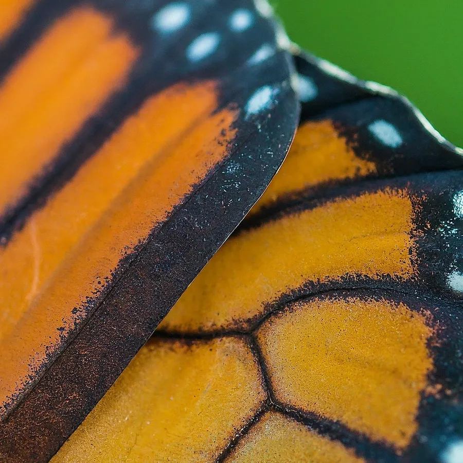 Best Cameras for Macro Photography Under $500