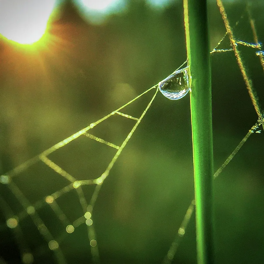 macro photography