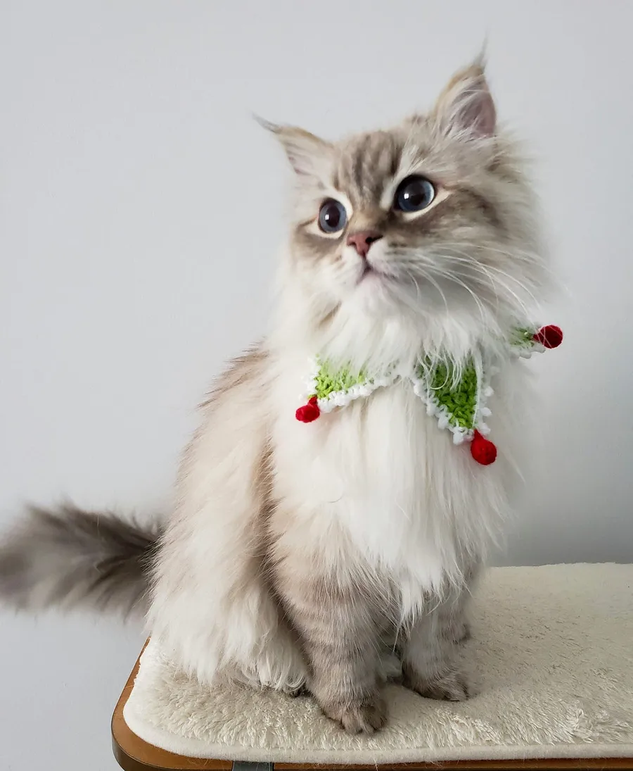 cute cat