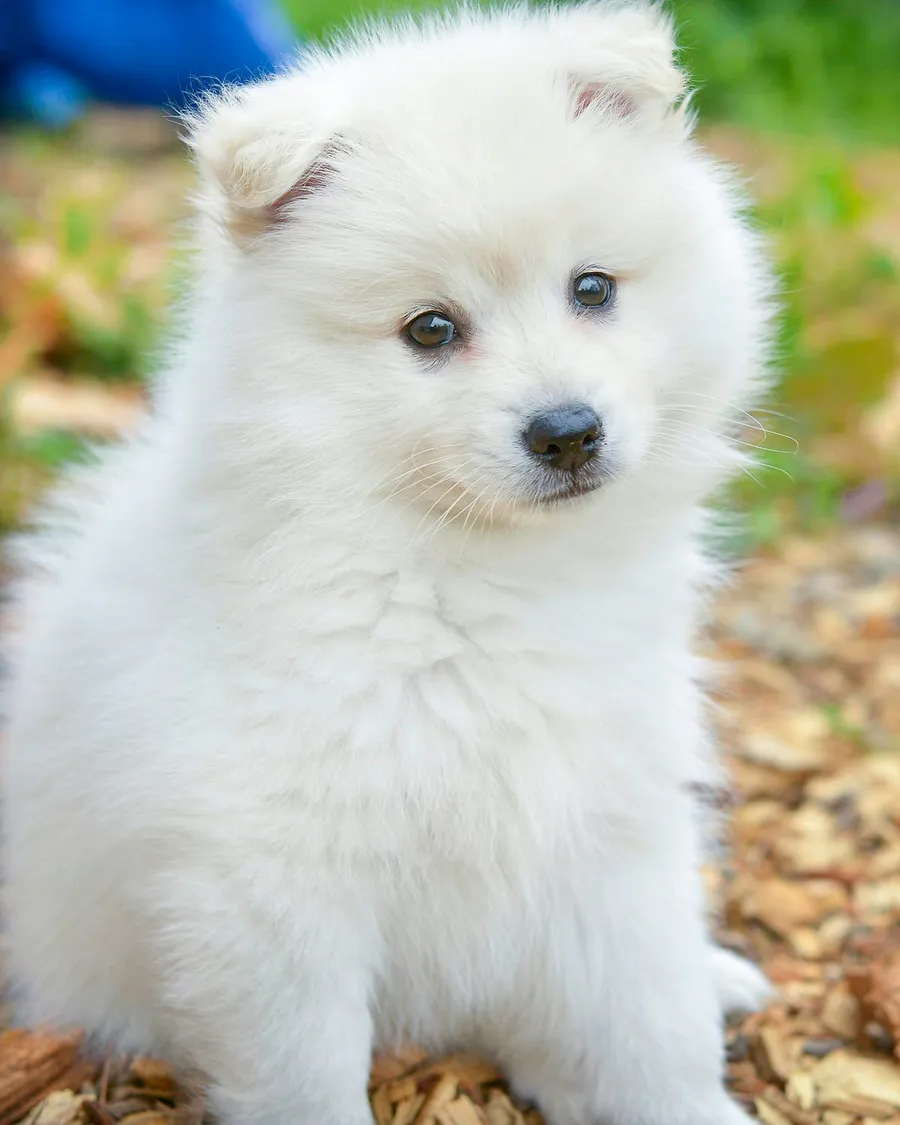 cute dog