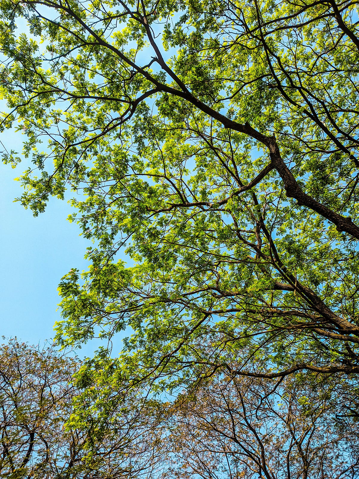 tree