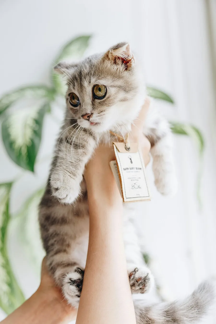 cute pet