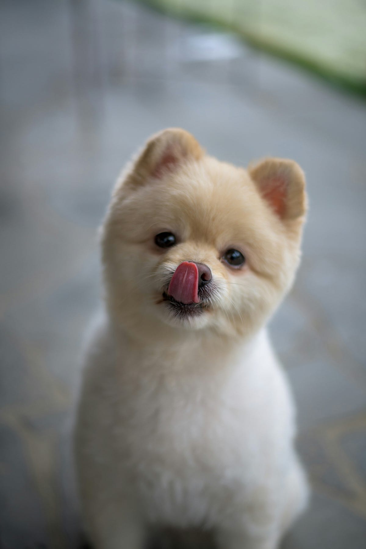 Best cute dog photography