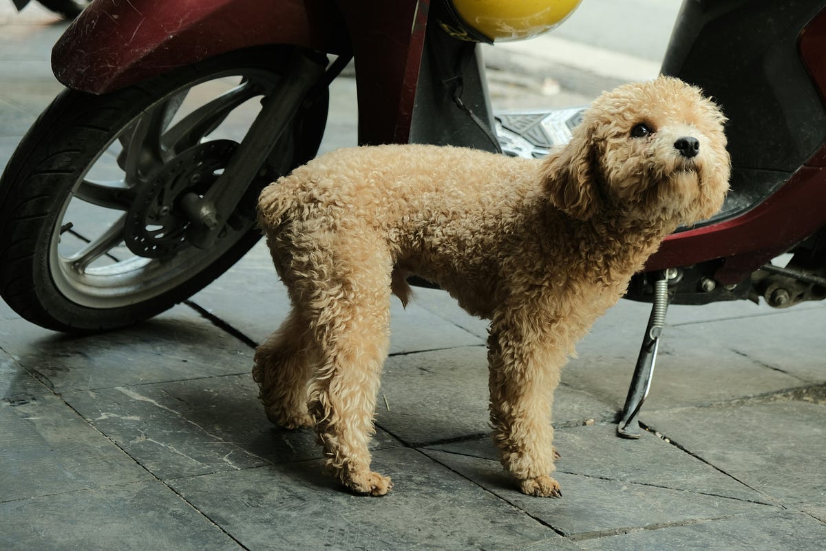 dog