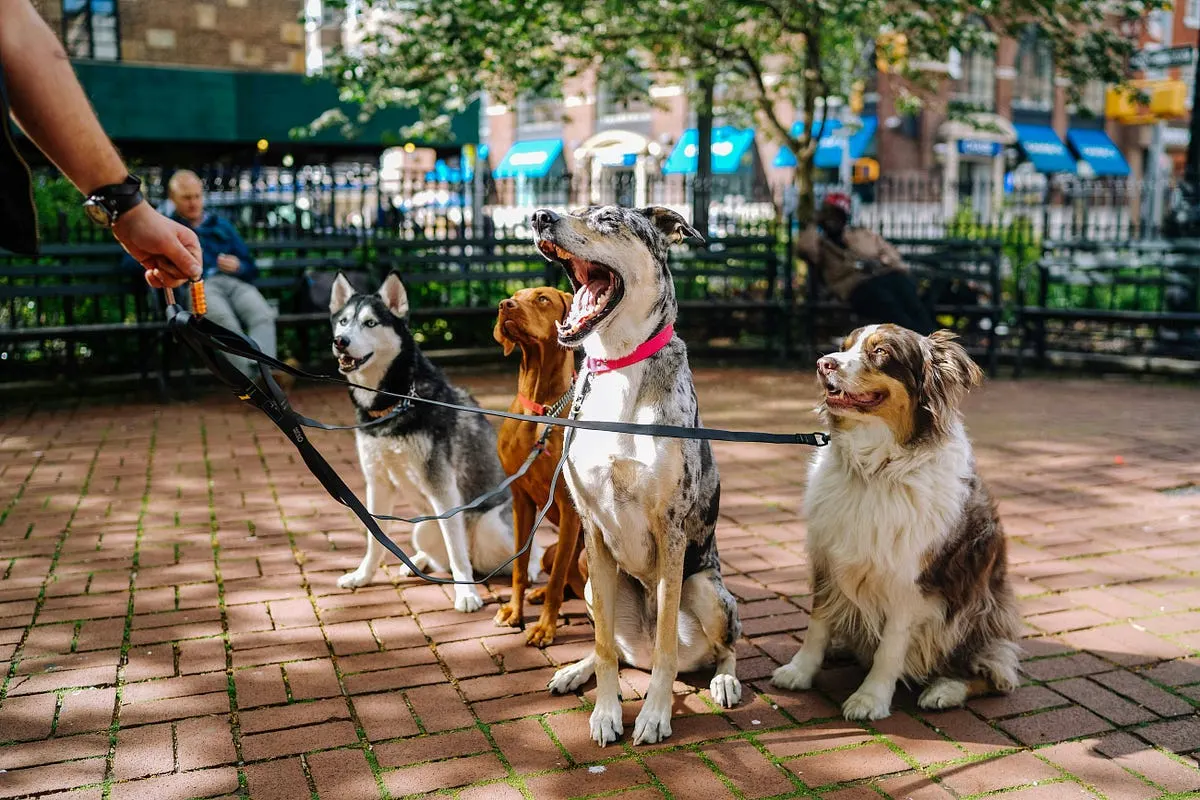 Best Lens for Pet Portrait Photography Indoors