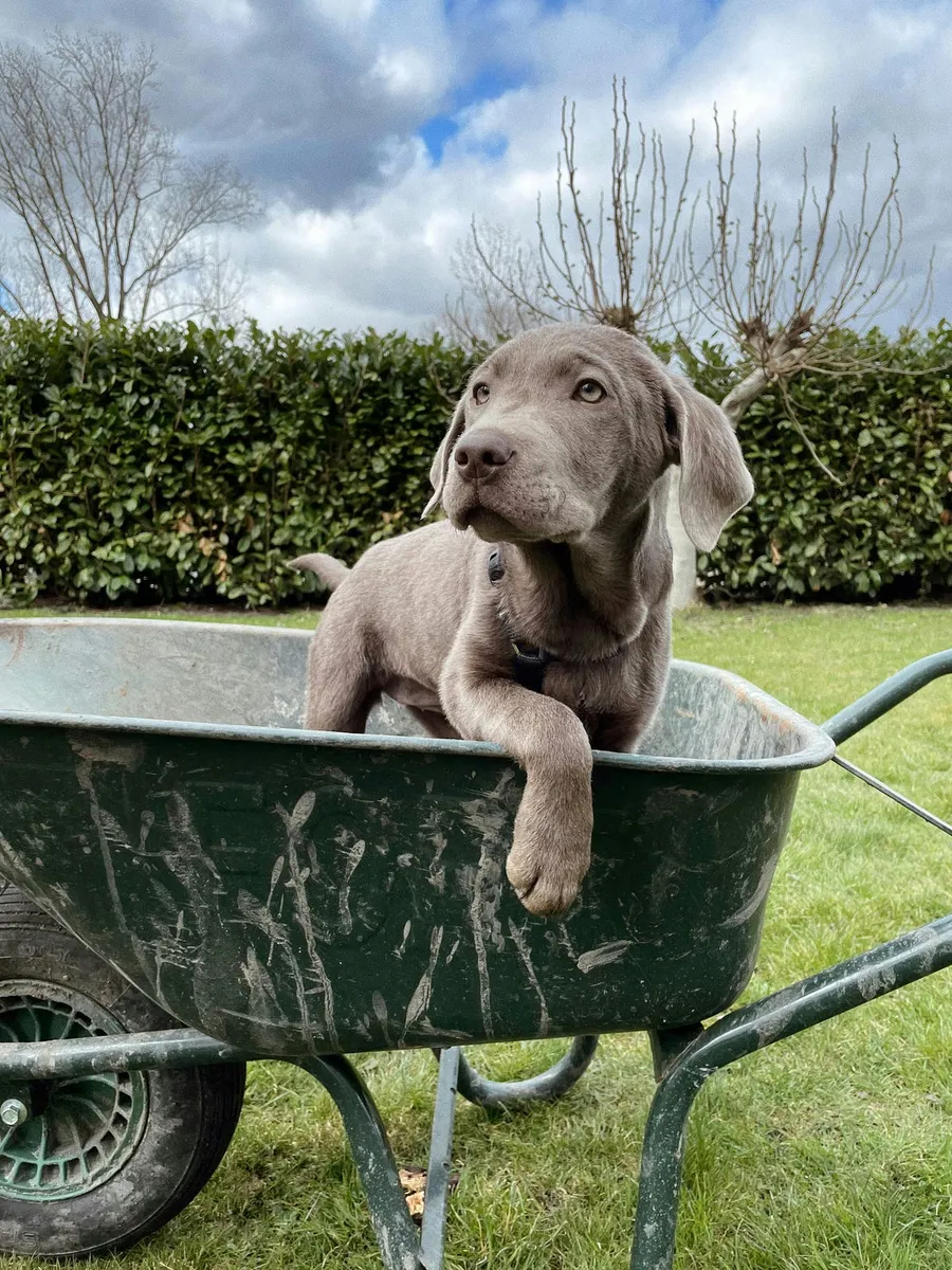 puppy
