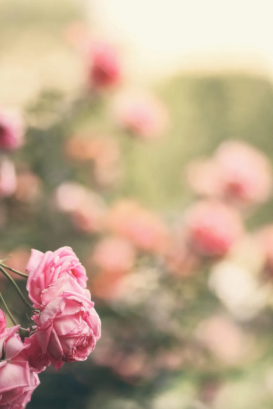 beautiful background blur