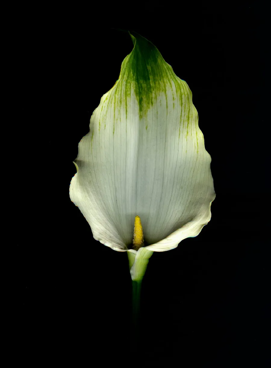Photography with Nikon Z7 II