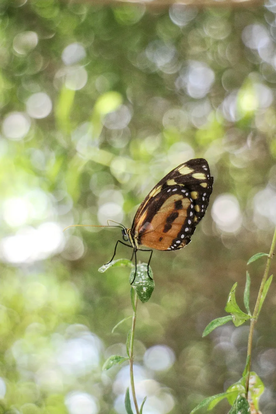 Photography with Nikon Z7 II