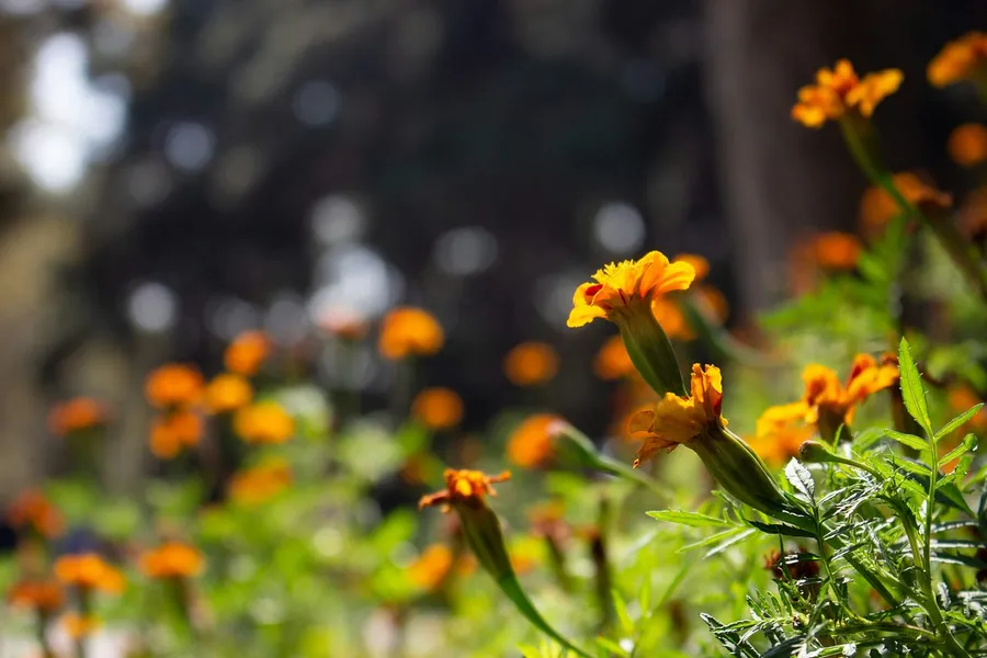 flowers