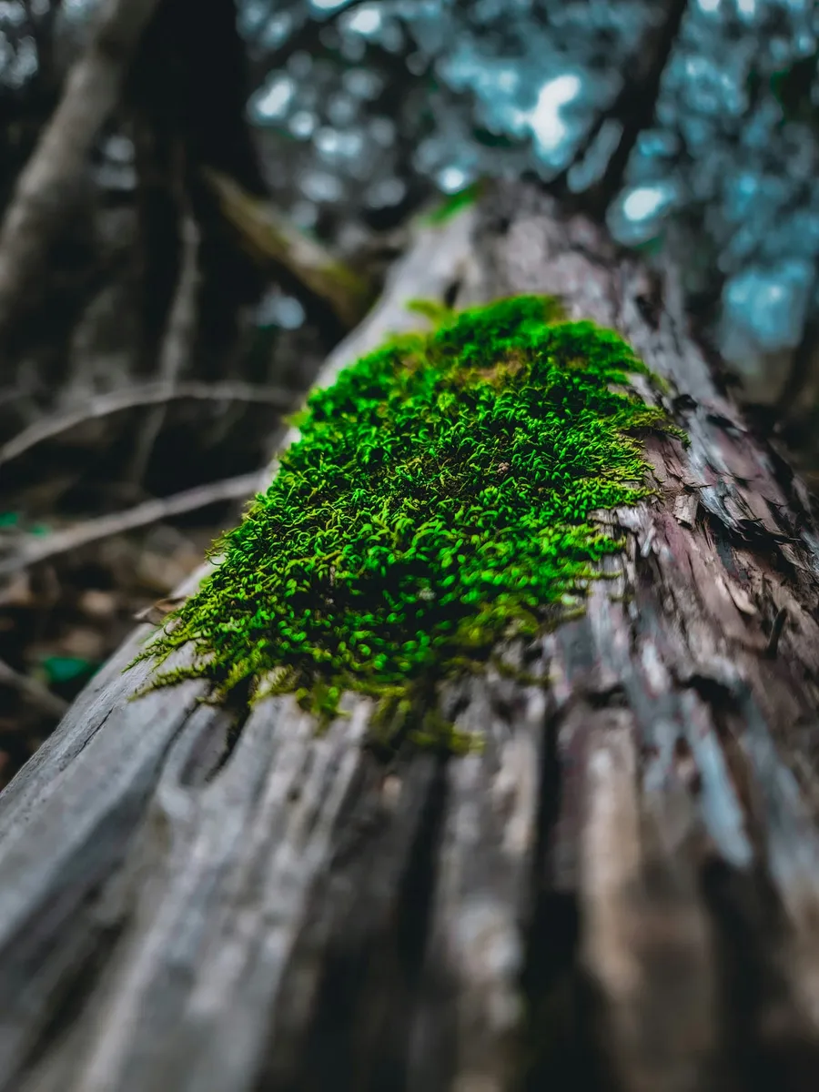 Photography with Nikon Z6 II
