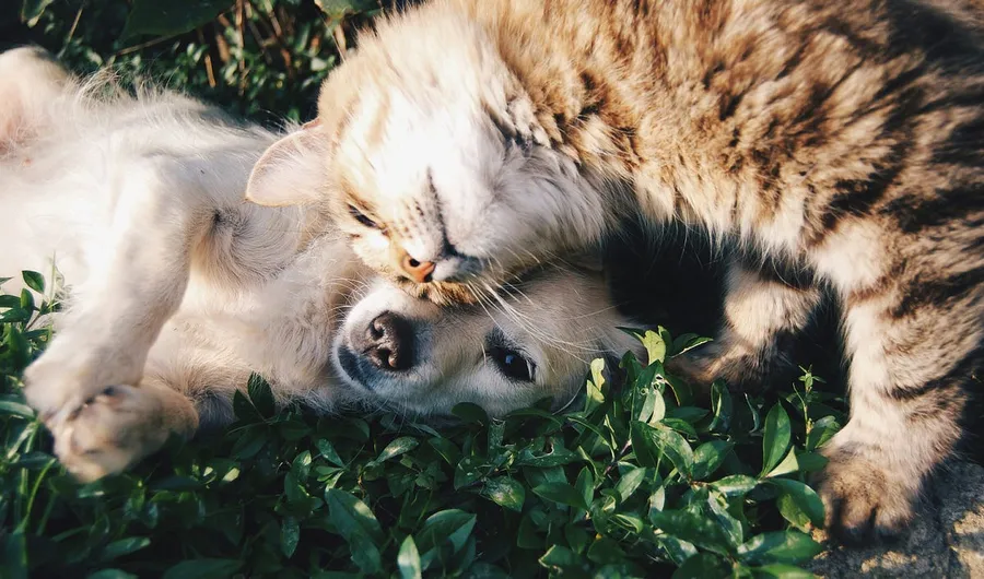 cat and dogs