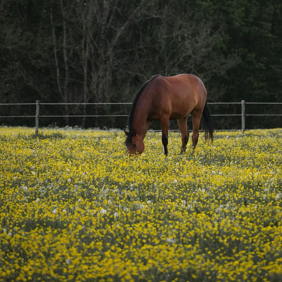 photo i captured with the R6 Mark II