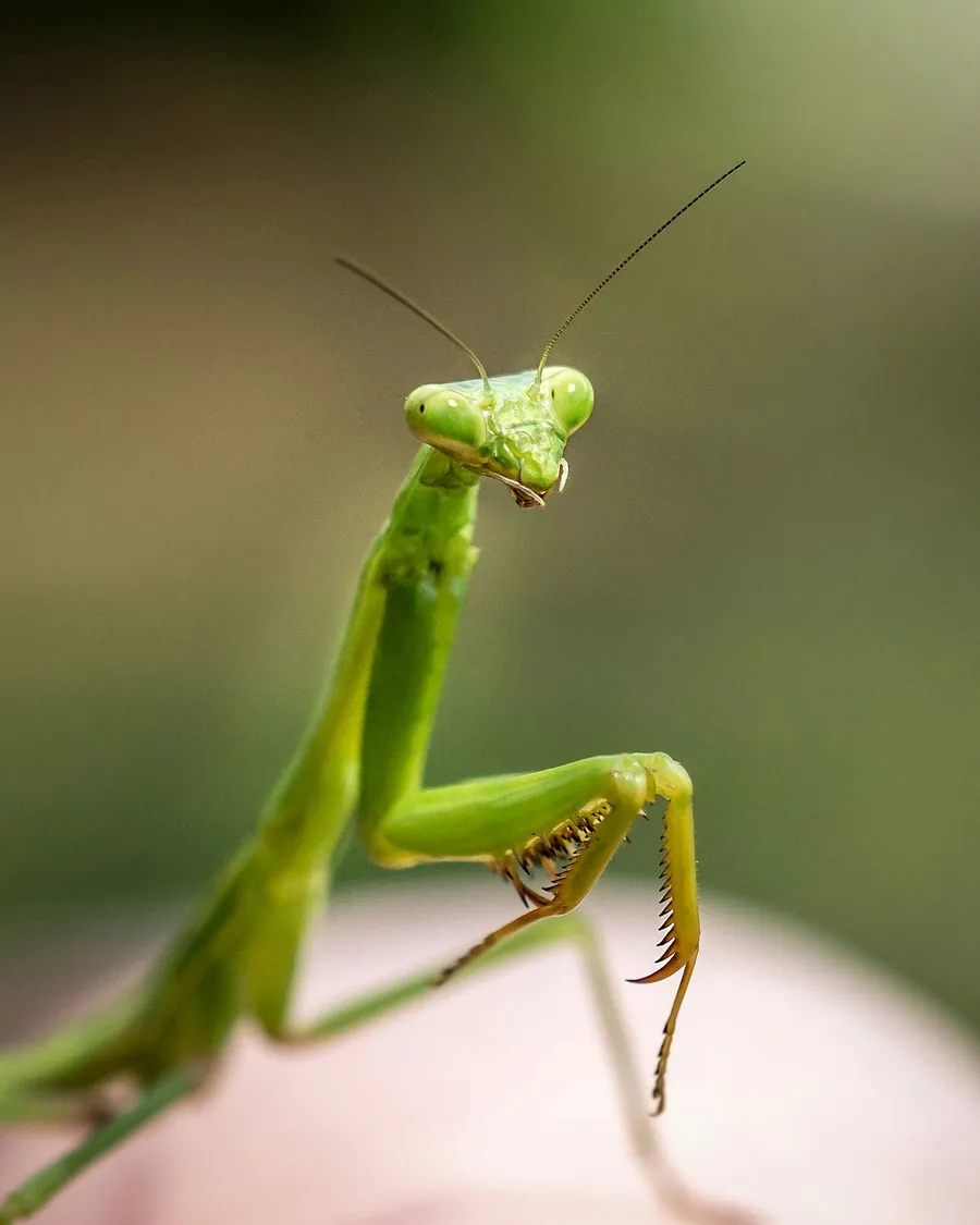 Macro photography with sony