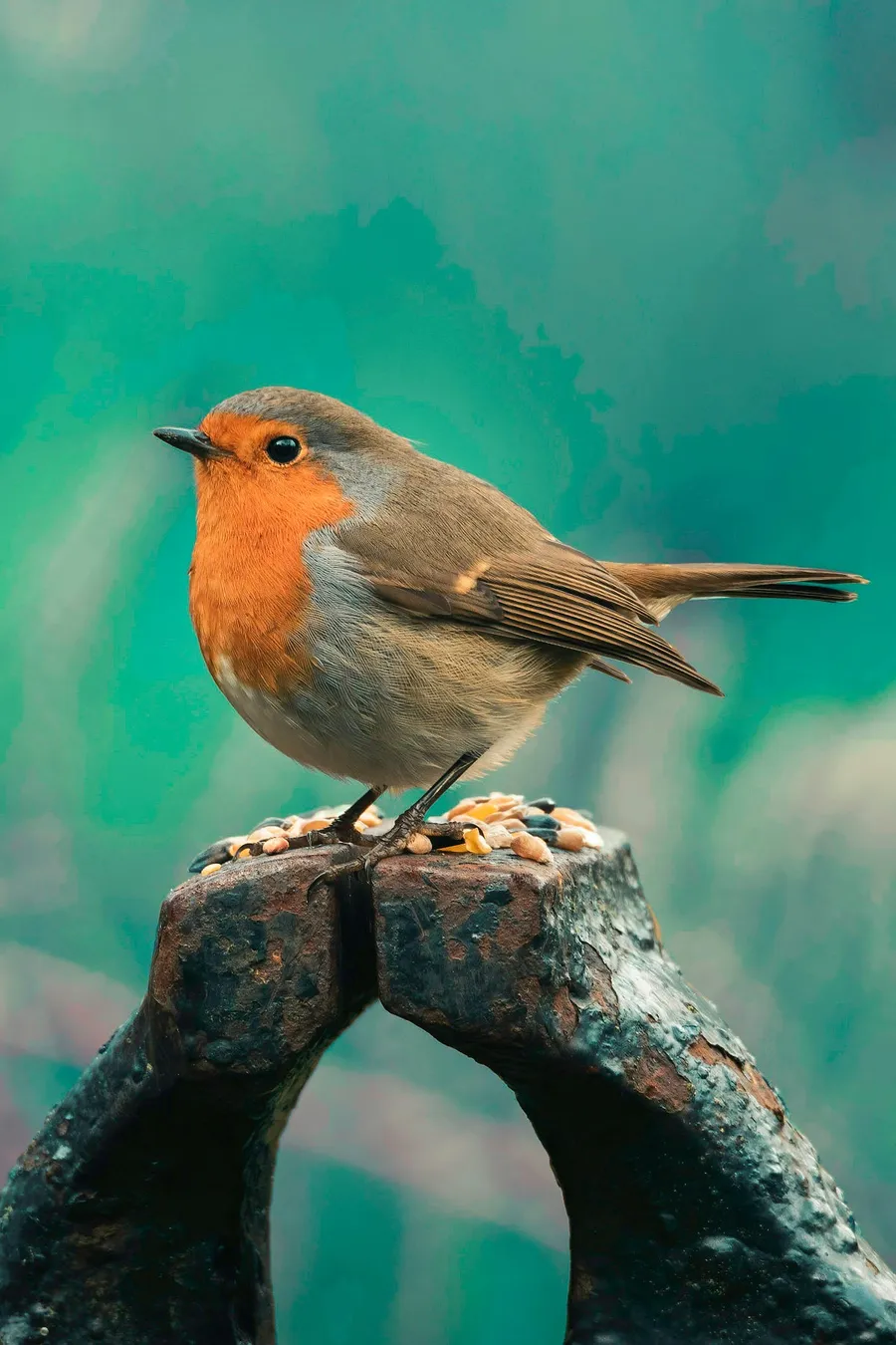 bird photography