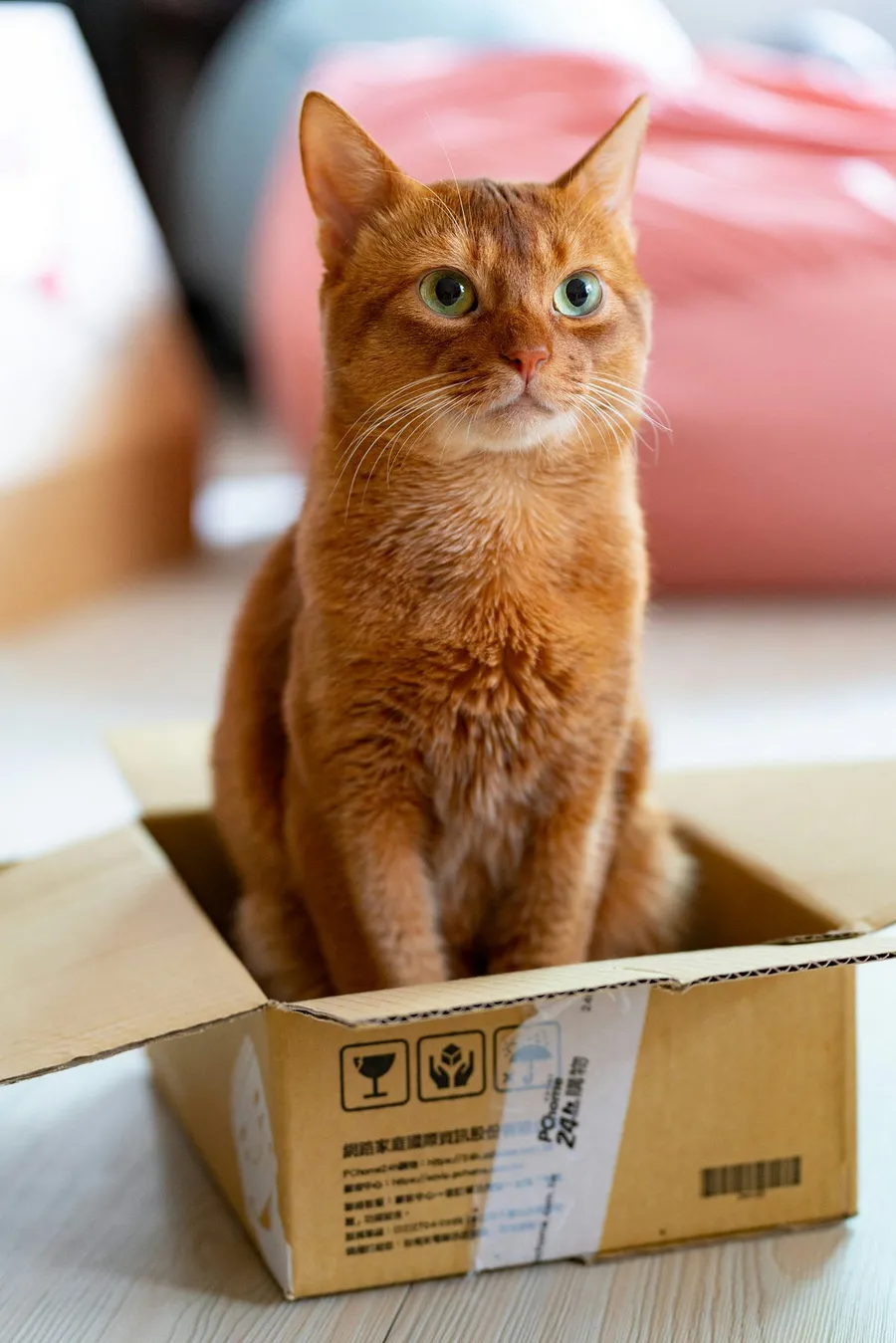 cute cat