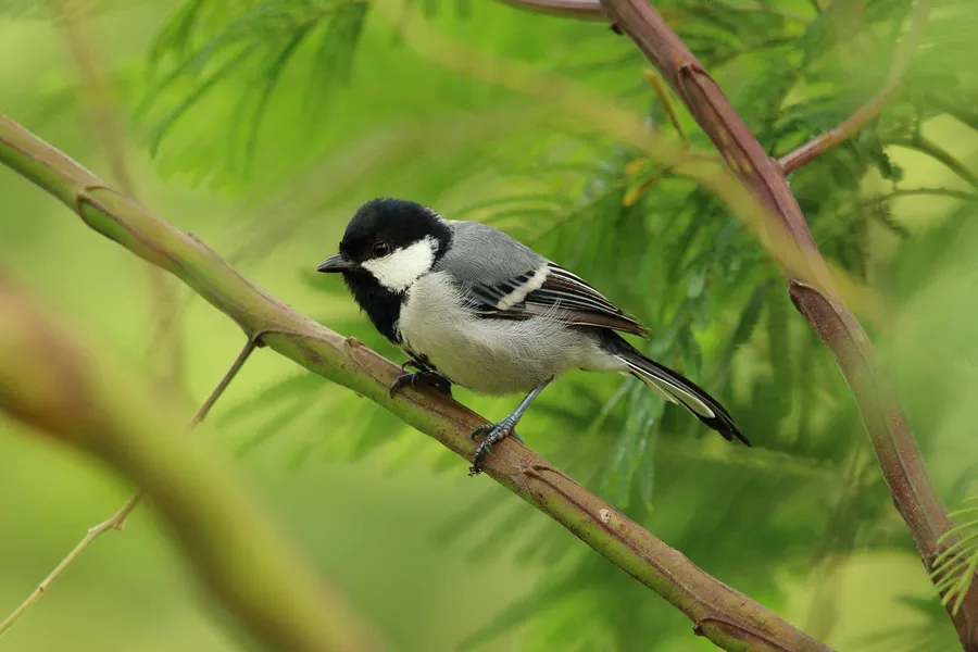 bird photography