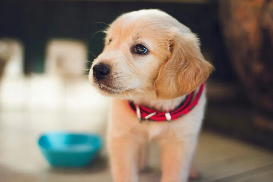 puppy photography