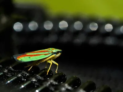 Canon RF Macro Lens
