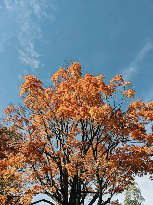 Nikon Z50 II vs Nikon Z50