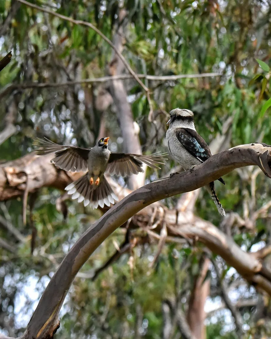 birds in flight