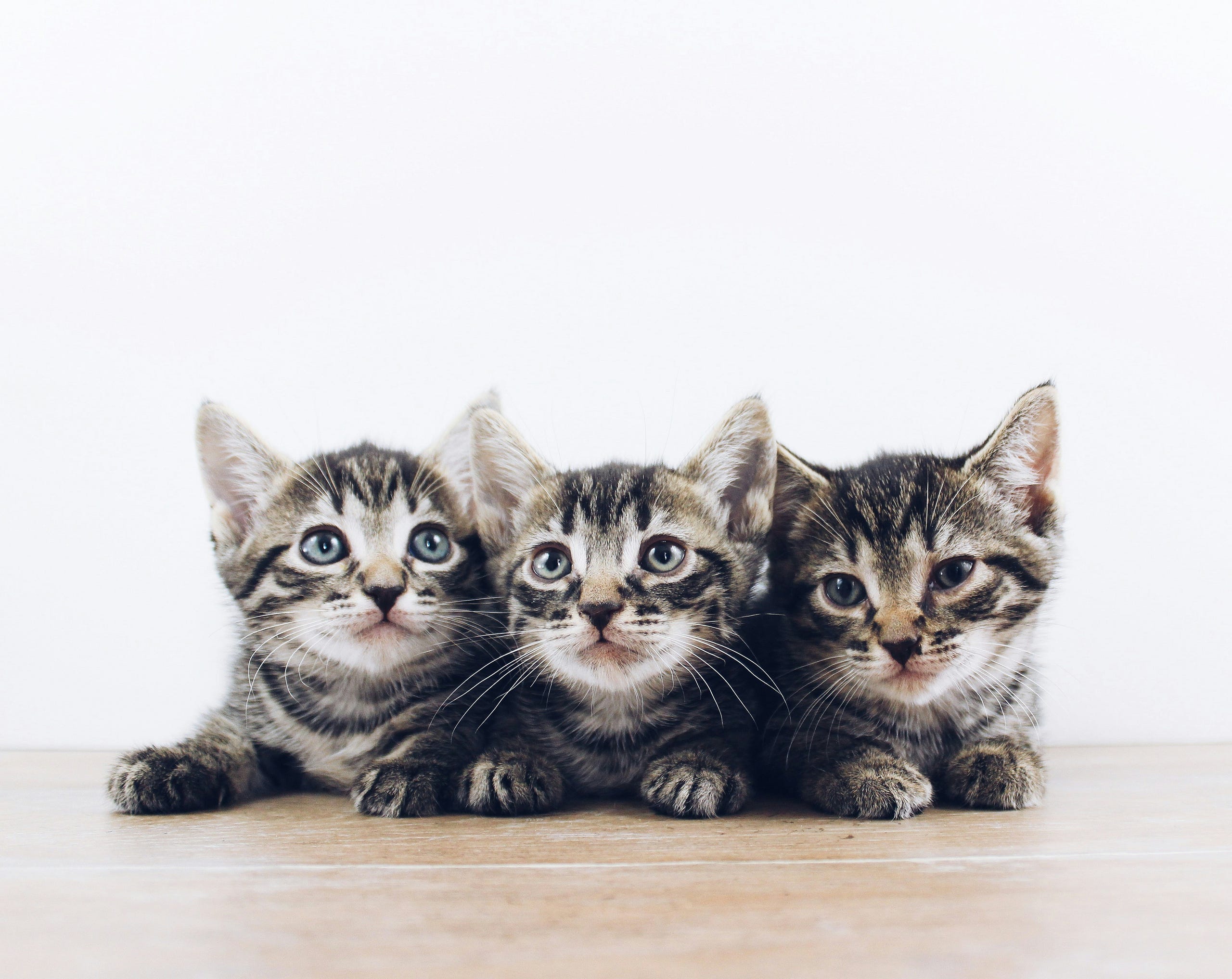 babay cat